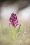 Orchis sureau