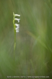 Spiranthe d'été - Spiranthes aestivalis