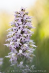 Orchis lacté