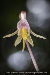 Epipogon sans feuille - Epipogium aphyllum