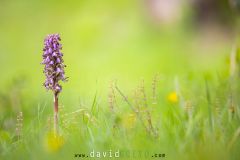 Orchis géant
