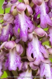 Barlie de Robert ; Giant Orchis