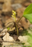 Corallorhiza trifida