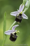 Ophrys pseudoscolopax