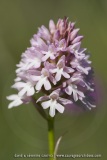 Anacamptis pyramidalis