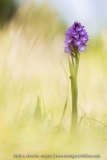 Anacamptis pyramidalis