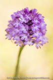 Anacamptis pyramidalis