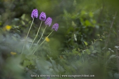 Anacamptis pyramidalis