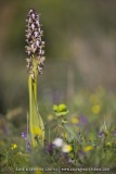 Himantoglossum robertianum