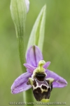 Ophrys pseudoscolopax