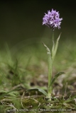 Neotinea tridentata