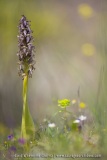 Himantoglossum robertianum