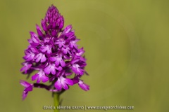 Anacamptis pyramidalis