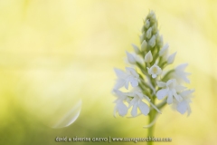 Anacamptis pyramidalis