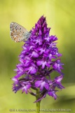 Anacamptis pyramidalis - Polyommatus icarus