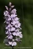 Dactylorhiza maculata
