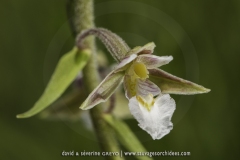 Epipactis palustris