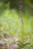 Epipactis atrorubens