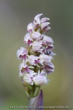 Neotinea maculata
