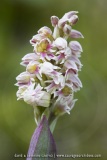Neotinea maculata