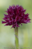 Gymnadenia austriaca