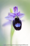 Ophrys drumana