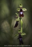 Ophrys insectifera