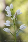 Cephalanthera longifolia