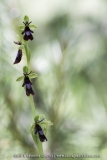 Ophrys insectifera
