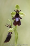Ophrys insectifera