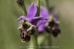 Ophrys pseudoscolopax