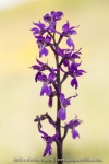 Orchis mascula