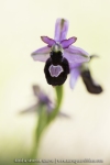 Ophrys drumana