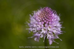 Traunsteinera globosa
