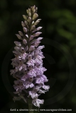 Dactylorhiza fuchsii