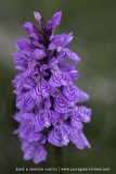 Dactylorhiza fuchsii