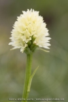 Gymnadenia rhellicani