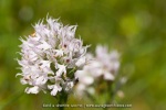 Neotinea lactea