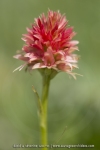 Gymnadenia rhellicani