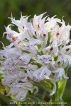 Neotinea lactea