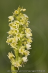 Pseudorchis albida