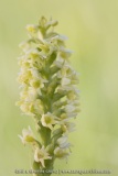Pseudorchis albida
