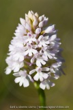 Anacamptis pyramidalis