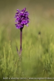 Dactylorhiza alpestris