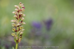 Dactylorhiza viridis