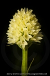 Gymnadenia rhellicani