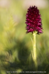 Gymnadenia rhellicani