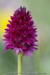 Gymnadenia rhellicani