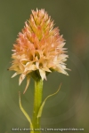 Gymnadenia rhellicani