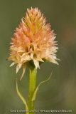 Gymnadenia rhellicani